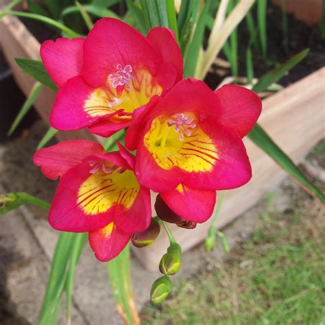 Freesia, Freesia in GardenTags plant encyclopedia