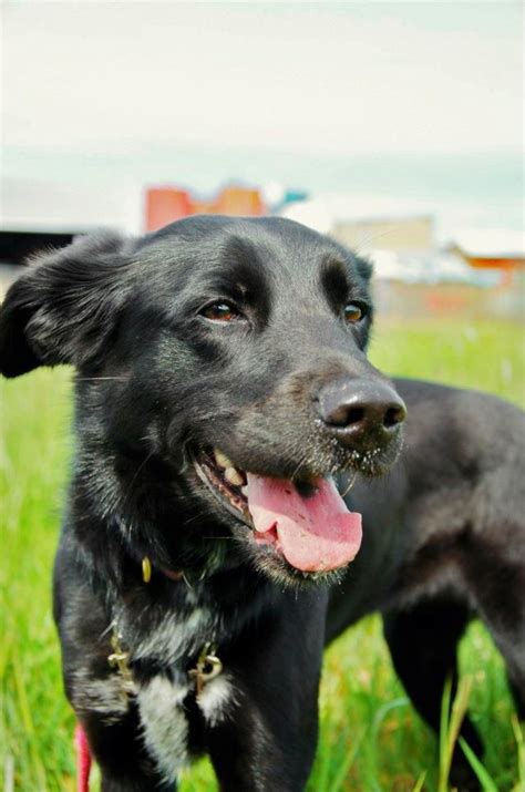 73+ Labrador Mix With Border Collie Photo - Bleumoonproductions