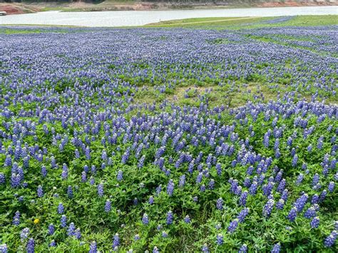 Where to Find Bluebonnet Fields in Texas in 2024 - VERY TRULY TEXAS