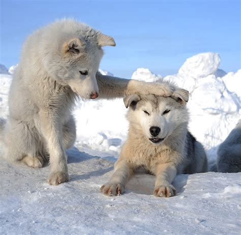 White Wolf Cubs | Cute n Tiny