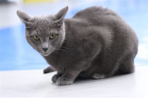 Russian Blue Cat Breed - Facts, Origin, History and Personality Traits
