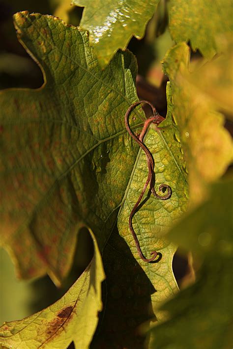 Grape leaf curl | Grape leaves, Mother nature, Nature