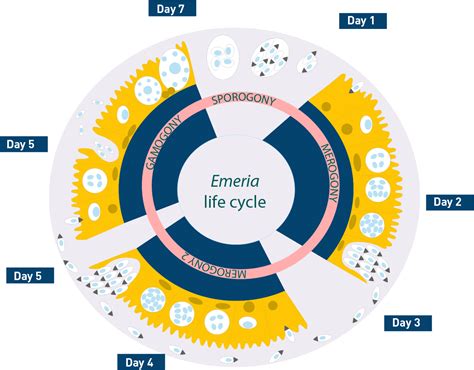 Coccidiosis: Causes, Consequences and Control Mesures of Eimeria | CCPA