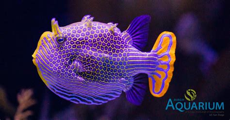 Rare Australian Ornate Boxfish On Display At The Birch Aquarium | Reef Builders | The Reef and ...