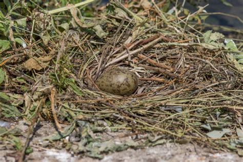 Seagull Eggs Stock Photos, Pictures & Royalty-Free Images - iStock