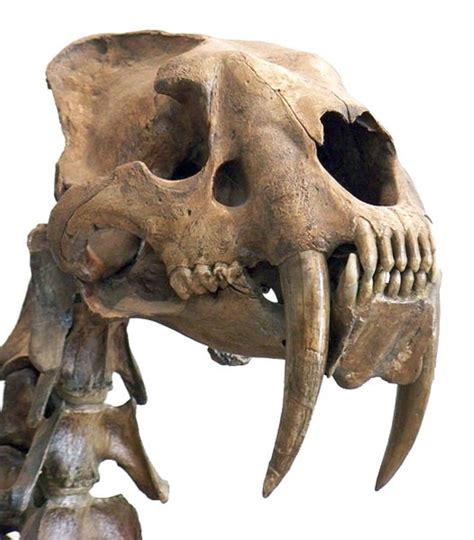 Prehistoric Smilodon fatalis Skull: This extinct sabertooth cat lived in the Americas around ...