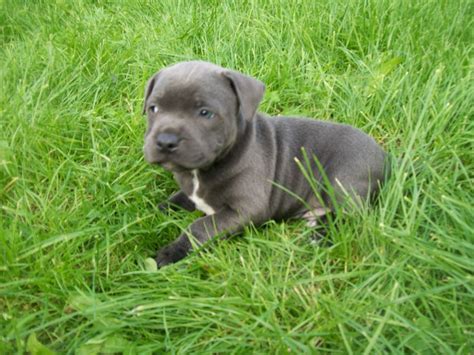 Staffordshire Bull Terrier Puppies - Puppy Dog Gallery