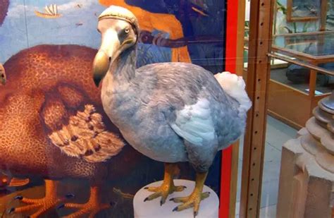 Dodo - Description, Habitat, Image, Diet, and Interesting Facts