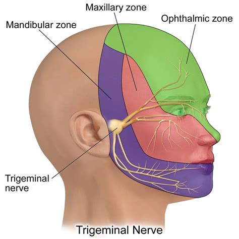 Pin on Orofacial Pain