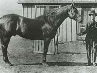 59 Quarter Horse History ideas | quarter horse, american quarter horse ...