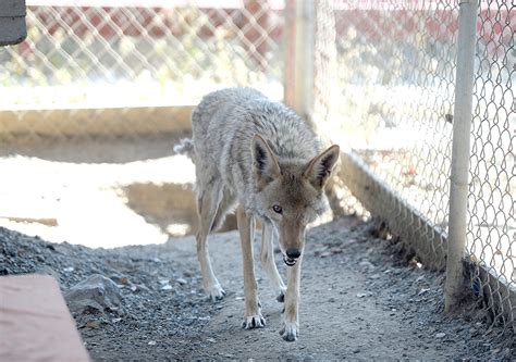 Fire that killed wildlife, devastated homes in North Bay was arson, officials said