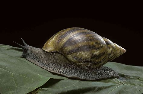 10 Spectacular Snail Species