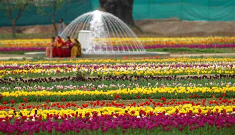 Kashmir Tulip Festival | Srinagar Tulip Garden Tour