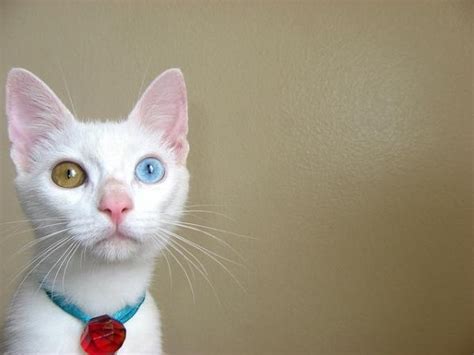 15 Amazing odd-eyed cats | Amazing Creatures