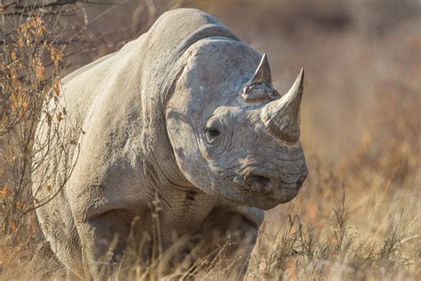 EARLESS BLACK RHINO, Wildlife Photography by Rob's Wildlife - RobsWildlife