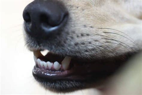 The Mystery Behind Dog Teeth Chattering (All The Answers) • Doggytastic!