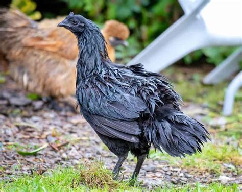 Ayam Cemani: Eggs, Height, Size and Raising Tips