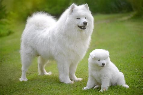 10 Fluffy Dog Breeds: Fuzzy, Long-Coated Canines Worth Cuddling