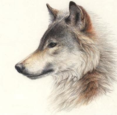 Añadir Pin de imagen | Wolf side view, Wolf sketch, Wolf images