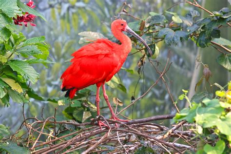 Gale's Photo and Birding Blog: Scarlet Ibis