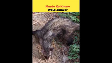 Murde Ko Khane Wala Janwar | Murda Khor | #shorts #viral #trending # ...