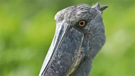 10 Surprising Facts About Shoebill Storks | Mental Floss