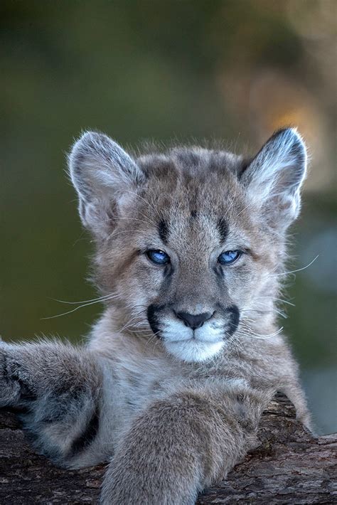 Intense expression on a mountain lion cub - Jim Zuckerman photography & photo tours