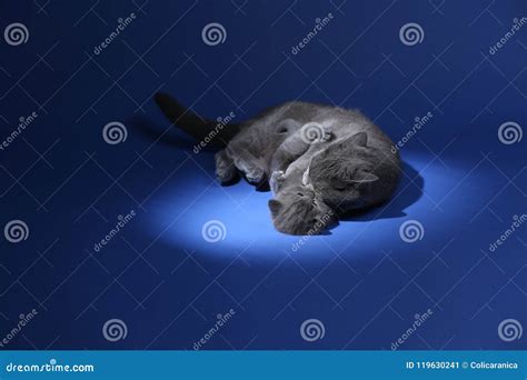 British Shorthair Mother Cat Playing with Kittens, Blue Portrait Stock ...