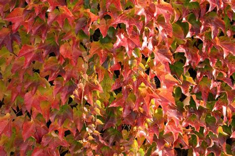 Colorful Leaves of Parthenocissus Tricuspidata (family Vitaceae) on a Wall Stock Image - Image ...