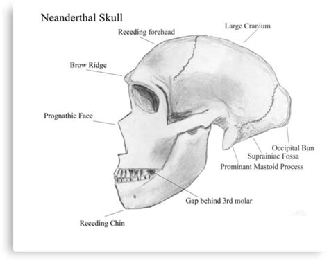 "Neanderthal Skull" Metal Print by camerawithlegs | Redbubble