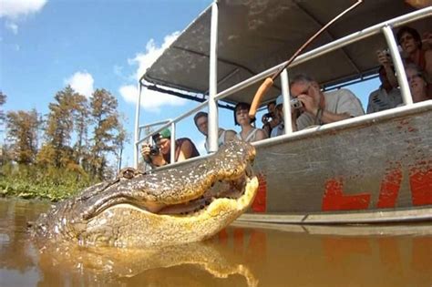 Cajun Encounters Swamp Tour - Drive Out | New Orleans Swamp Tours ...