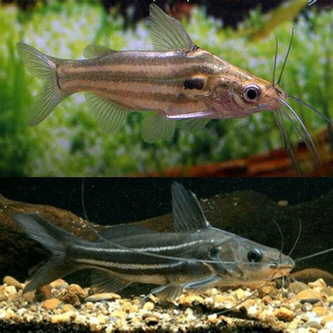 Catfish - Striped Mystus Catfish (Mystus vittatus) 10cm - Aquarium Central