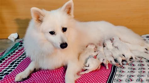 Extremely Cute Indian spitz mother loving puppies 😍 😍 - YouTube