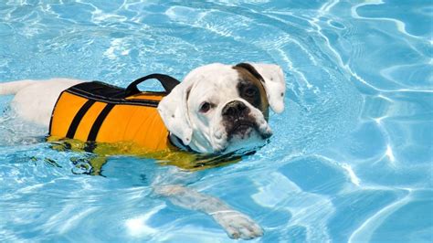 The 9 Best Dog Life Jackets for Safe Swimming—for Every Kind of Pup