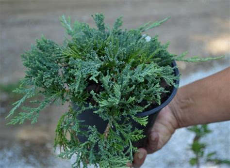 Blue Rug Juniper! Growing them, propagating them and using them in a landscape design.