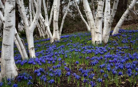 Wallpaper : trees, forest, flowers, nature, plants, tree, flower, flora, meadow, wildflower ...