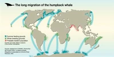 Whale Migration Routes