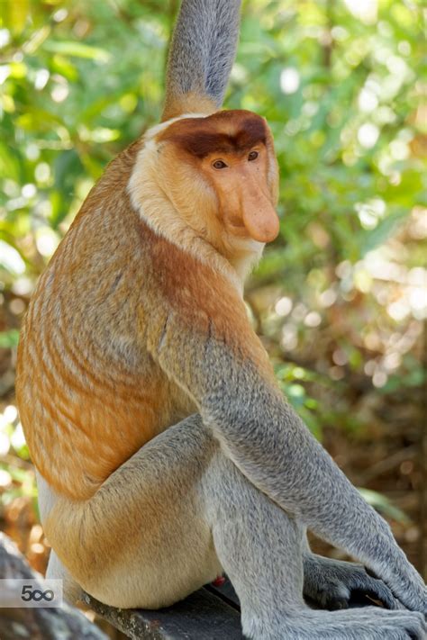 Male Proboscis Monkey, Sitting | Proboscis monkey, Weird animals, Pet birds