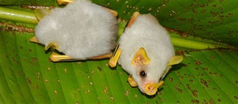 The Honduran White Bat | Critter Science