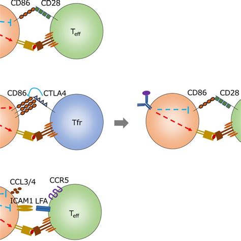 Process of clonal redemption. Poly‐reactive B cells are exposed to... | Download Scientific Diagram