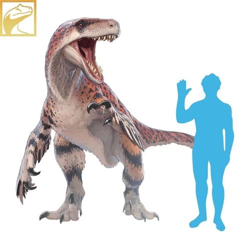 Utahraptor size next to human. : r/Dinosaurs