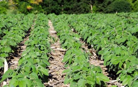 New soybean varieties in 2017 for Western Canada | Country Guide