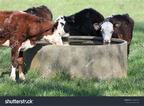 Young Cattle Drinking Water Trough Stock Photo 613465157 | Shutterstock