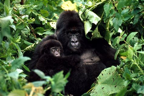 Mountain Gorilla | Gorillas | WWF