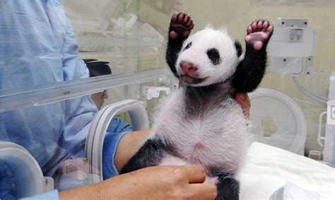 Baby Panda Born At Taipei Zoo, Yuan Zai, Meets Mom For The First Time ...