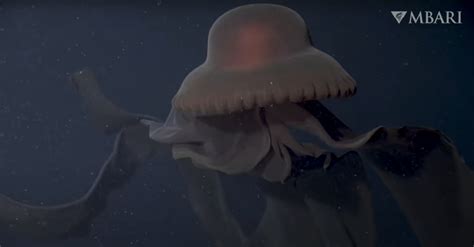 Scientists Catch a Mesmerizing Glimpse of a Super-Rare Giant Phantom Jelly : ScienceAlert