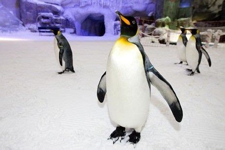 Snow Penguins at Ski Dubai (With images) | Penguins