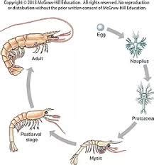 Jackie @ Bay of Islands College: Koura crayfish report