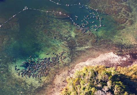 Crystal River National Wildlife Refuge: Kings Bay Manatee Refuge | Discover Crystal River