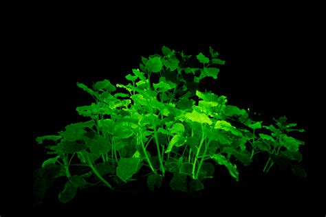 Fluorescent foliage: Researchers grow glow-in-the-dark plants with help ...